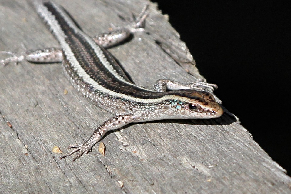 Elegant Snake-eyed Skink (Cryptoblepharus pulcher)